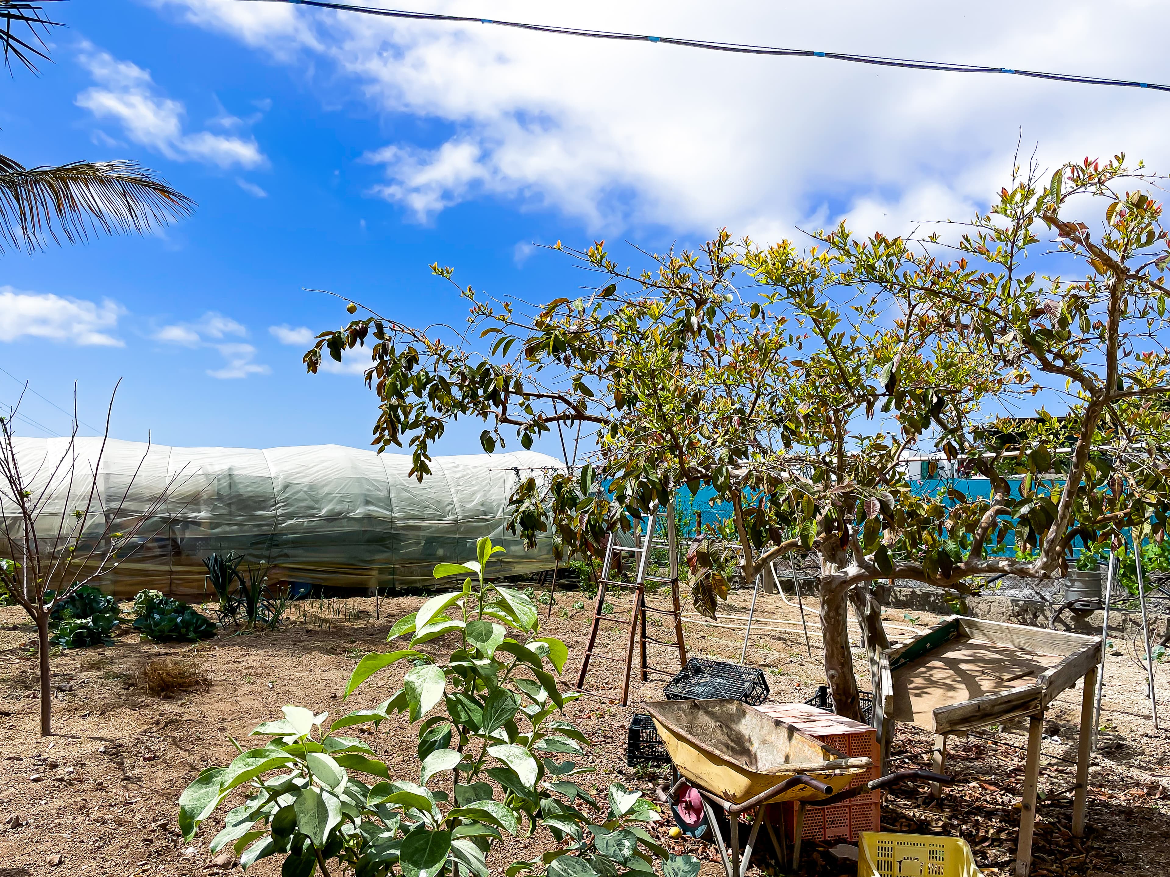 House with Rustic Plot and Wine Cellar for Sale in Granadilla de Abona