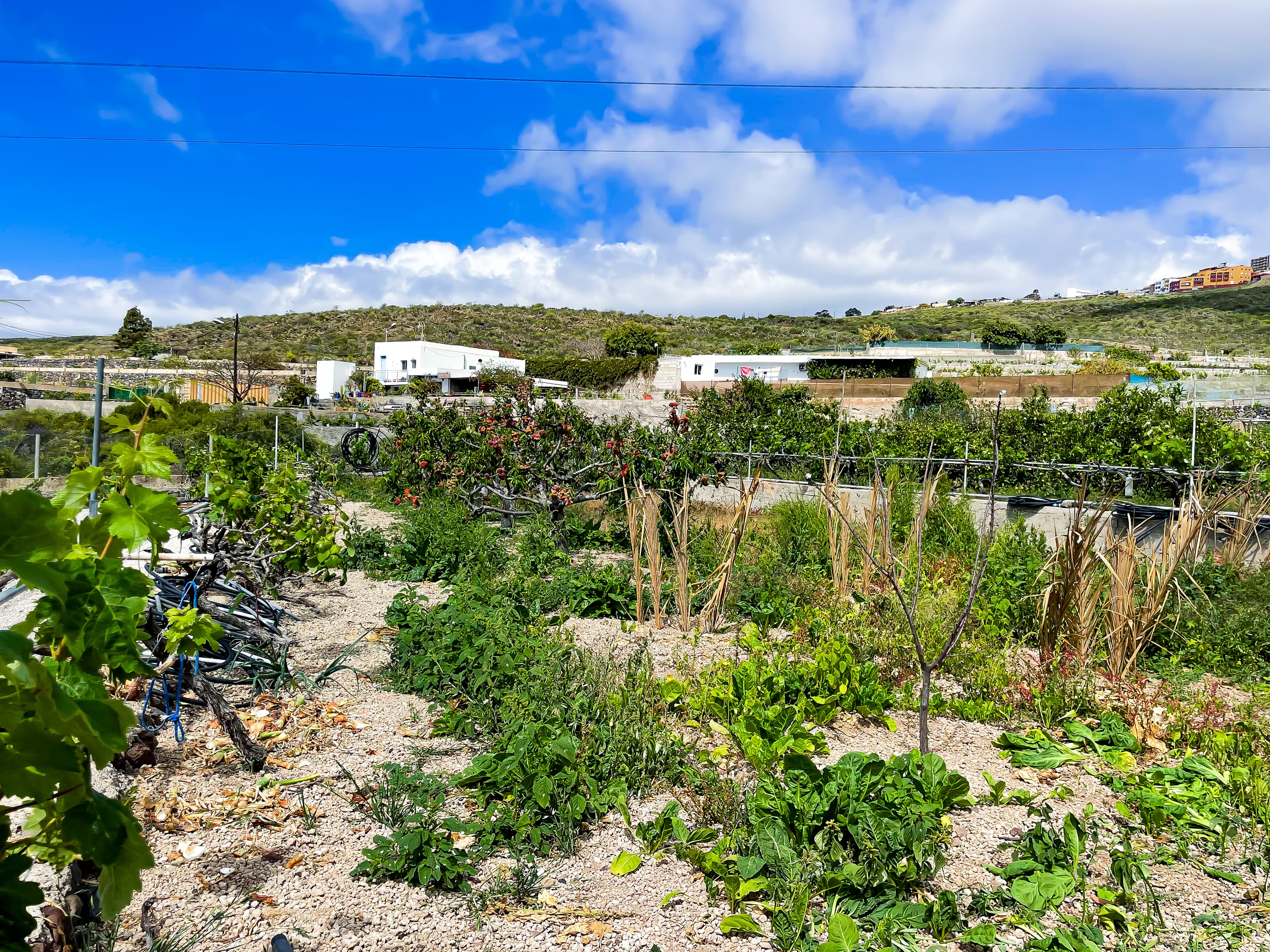 House with Rustic Plot and Wine Cellar for Sale in Granadilla de Abona