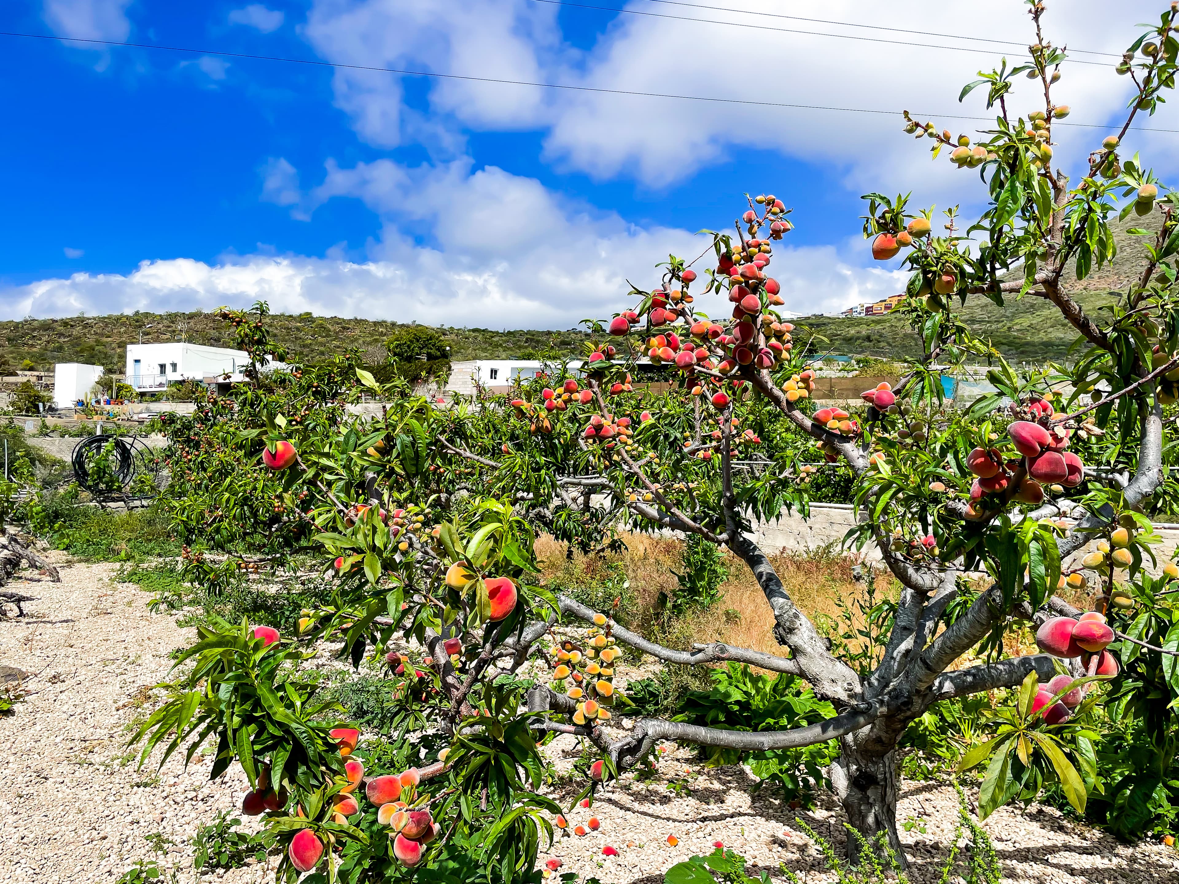 House with Rustic Plot and Wine Cellar for Sale in Granadilla de Abona