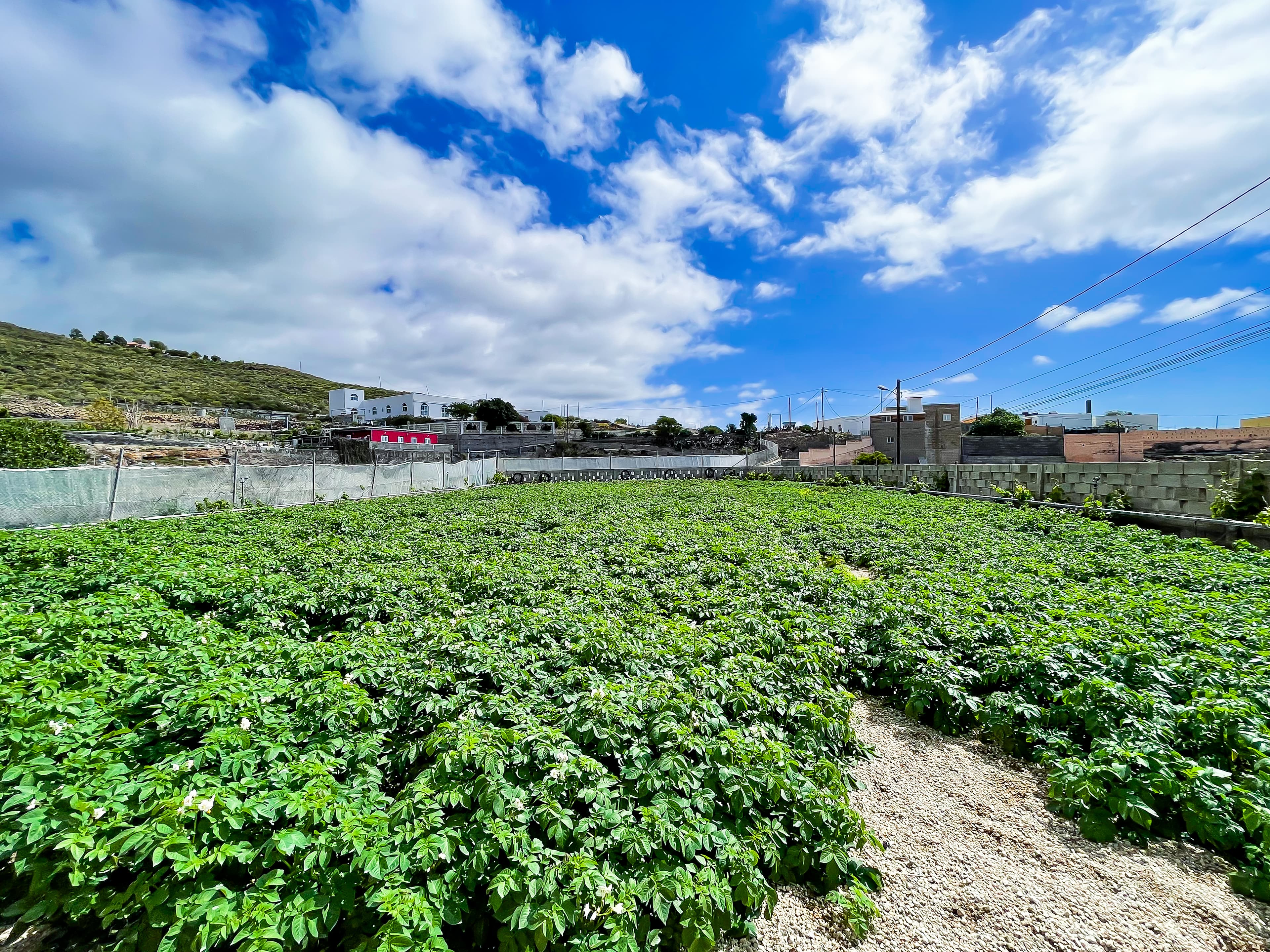 House with Rustic Plot and Wine Cellar for Sale in Granadilla de Abona
